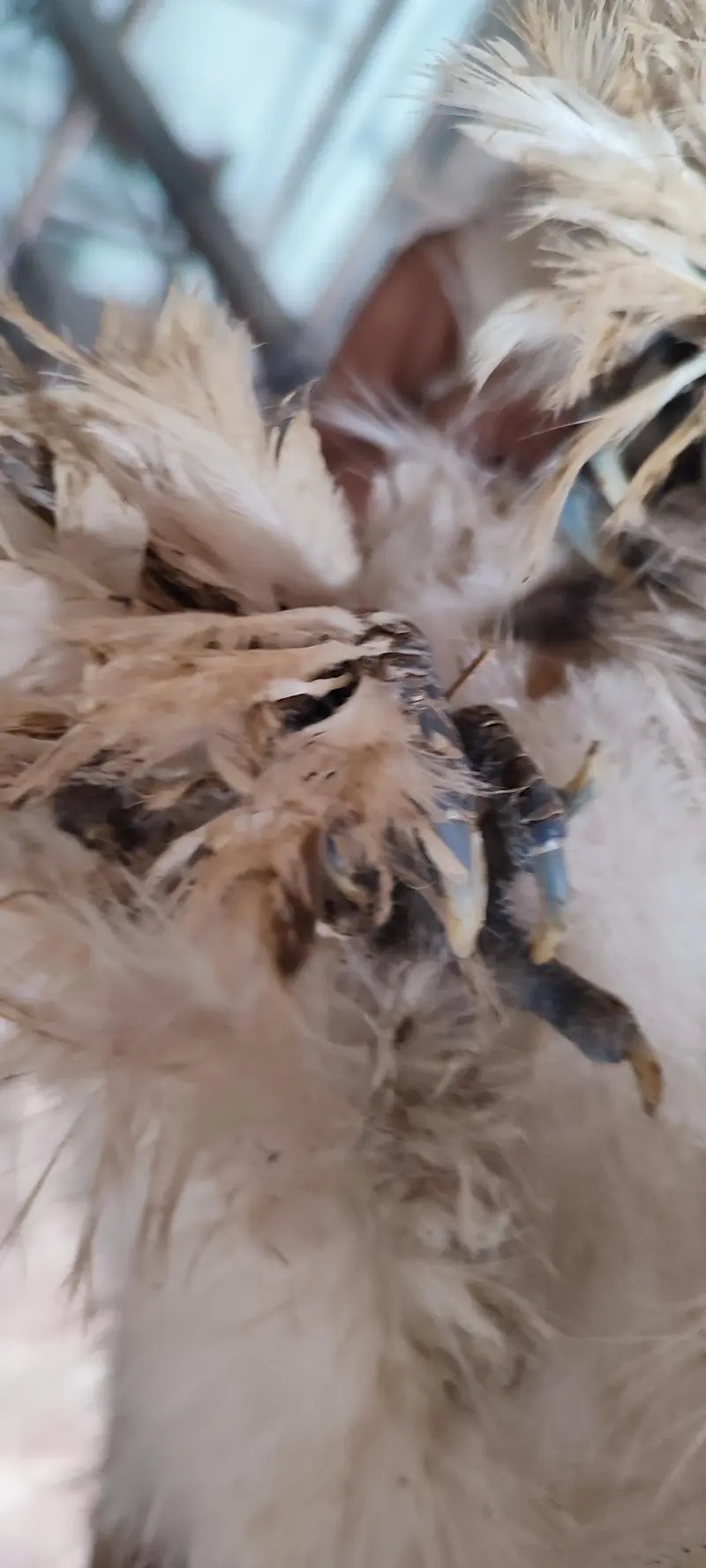 Male silkie hen for sale — photo 3