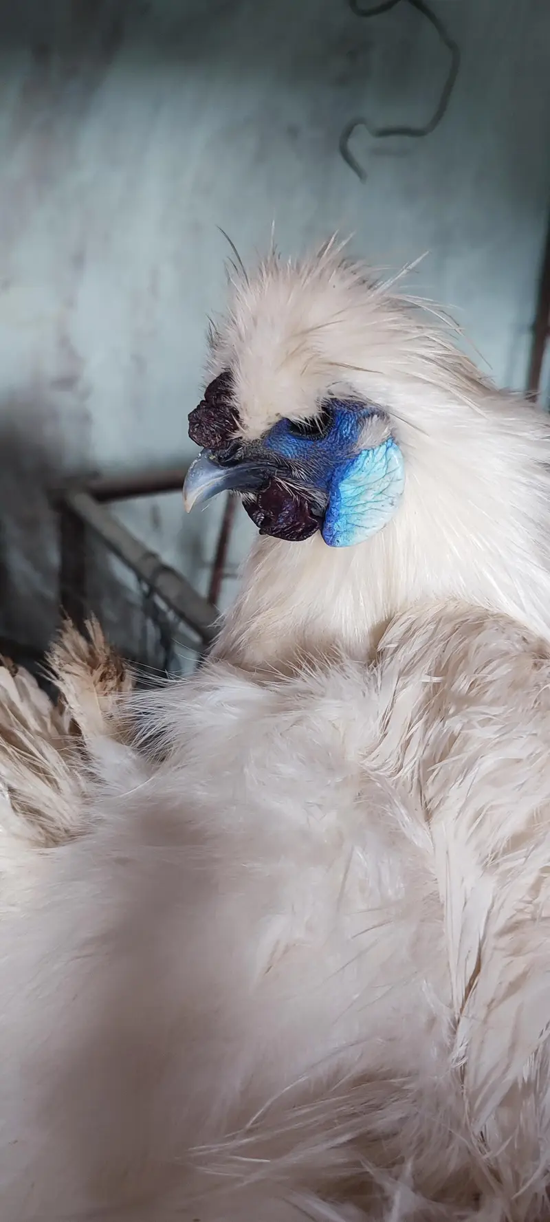 Male silkie hen for sale — photo 4