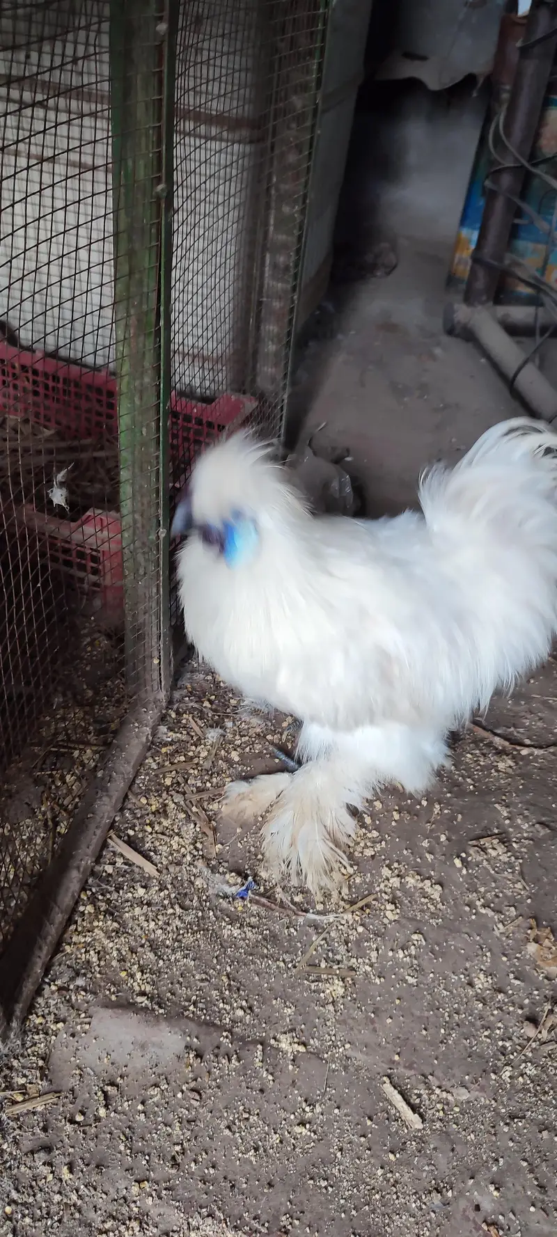 Male silkie hen for sale — photo 5