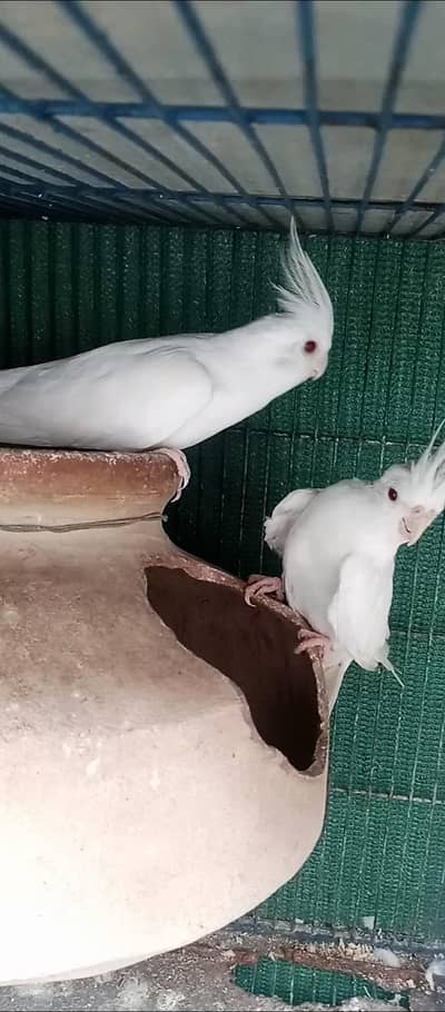 Eno cocktail  egg laying pair