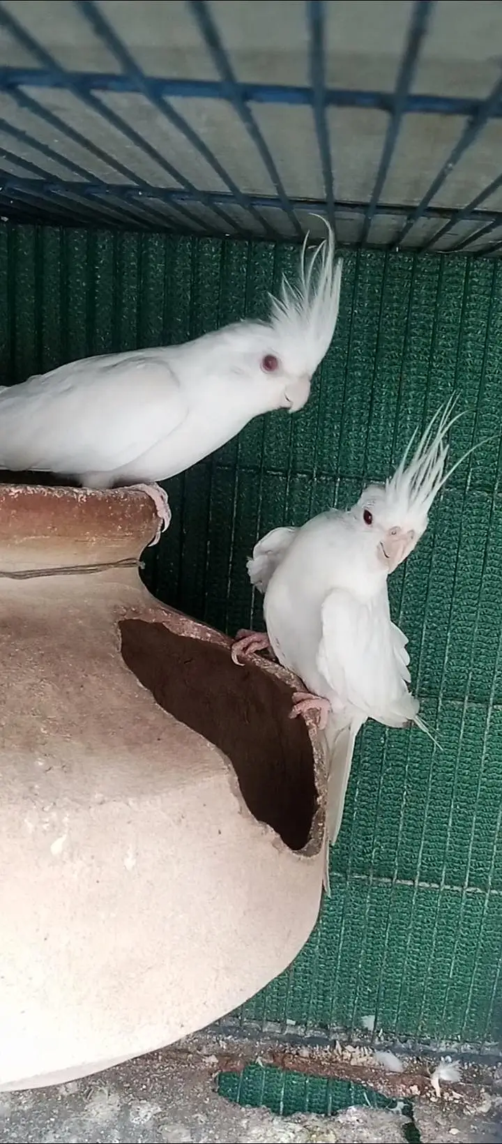 Eno cocktail  egg laying pair — photo 3