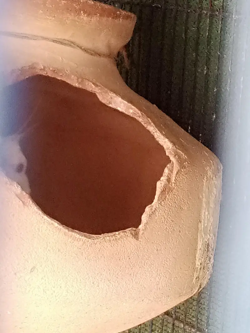 Eno cocktail  egg laying pair — photo 6