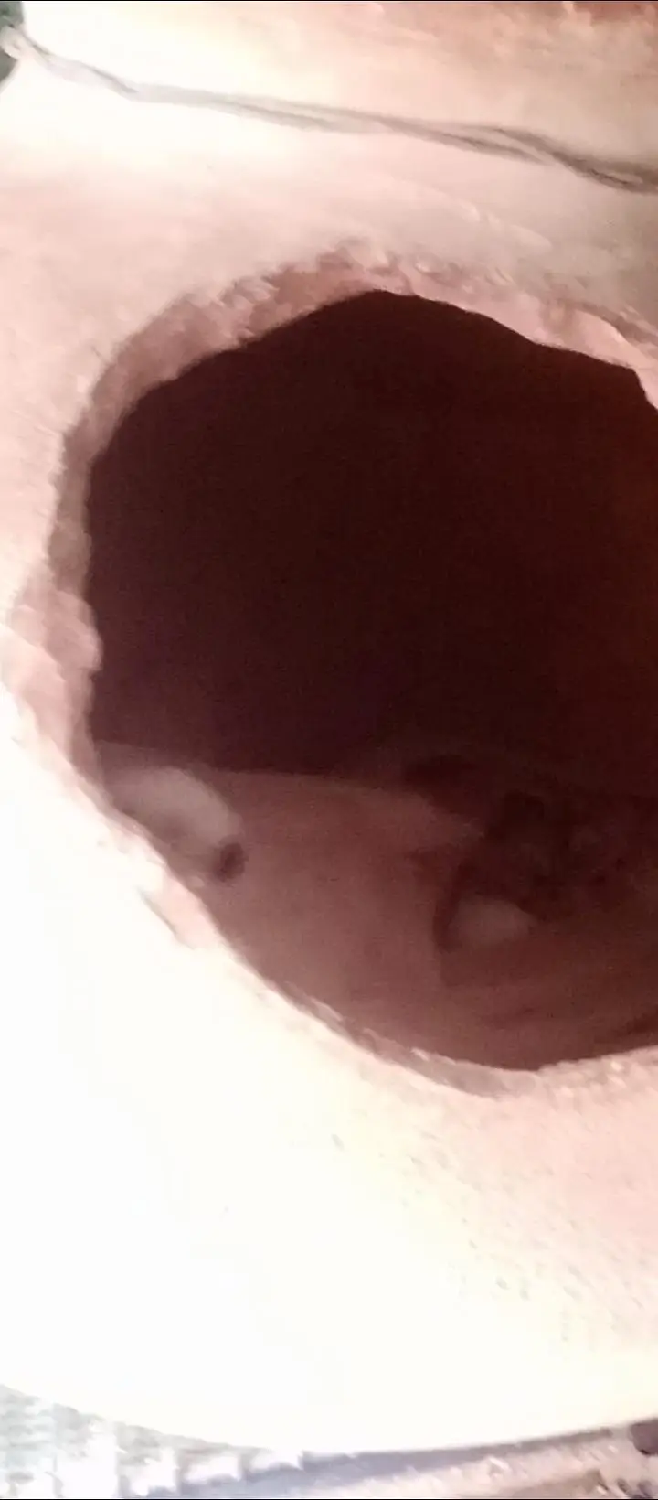 Eno cocktail  egg laying pair — photo 10