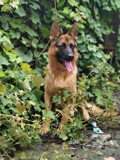 Pure garman shaft
