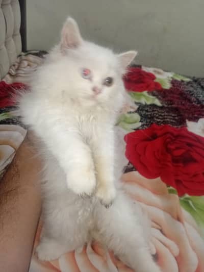 bht pyara age inke 3month ky hona wala bht pyara ma bap b dkha dy gy