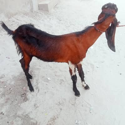 bakri lailpori nasal goat