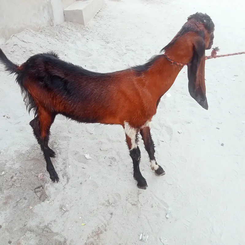 bakri lailpori nasal goat — photo 2