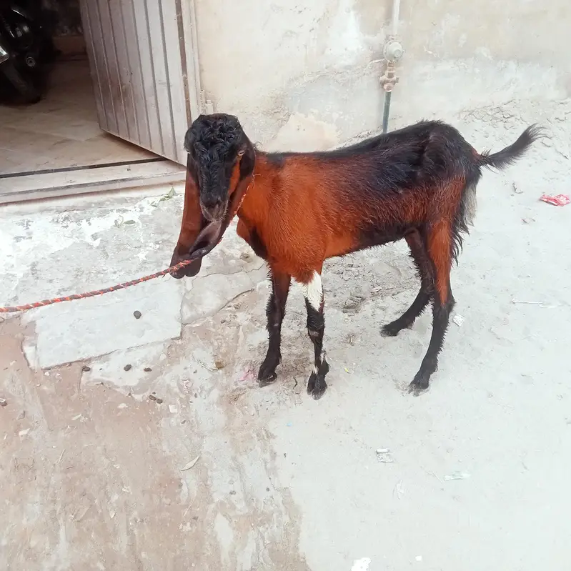 bakri lailpori nasal goat — photo 3