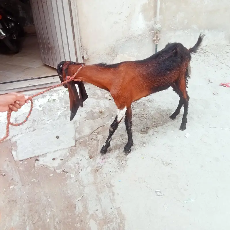 bakri lailpori nasal goat — photo 4