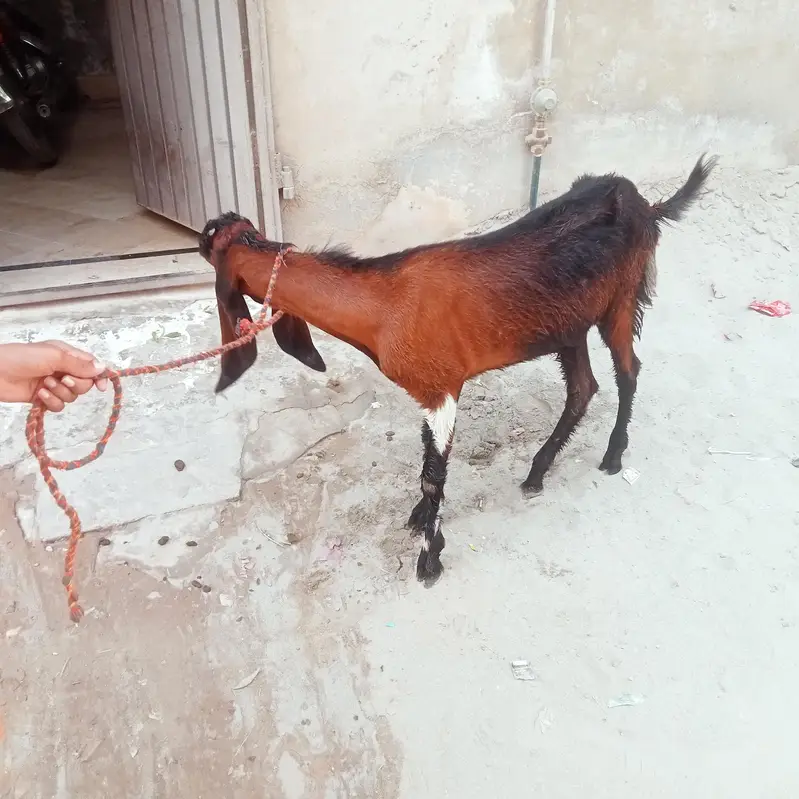 bakri lailpori nasal goat — photo 5