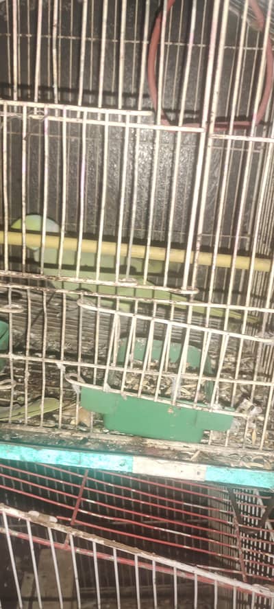green neck parrot