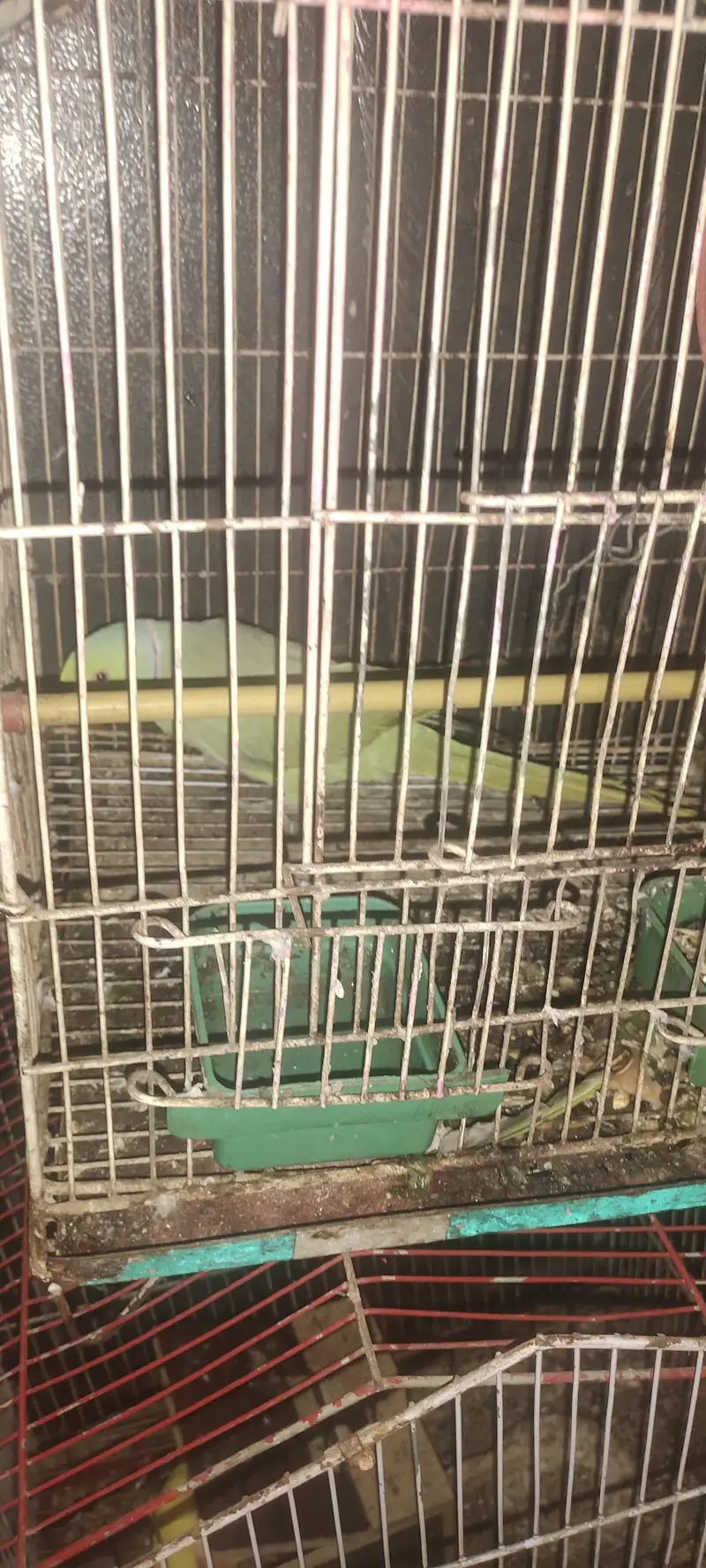 green neck parrot — photo 2