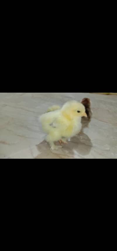 best quality chicks light Columbian Brahma Male or salmon female
