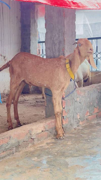For sale 03098244680 Whatsapp number sim pay bi yayi hai