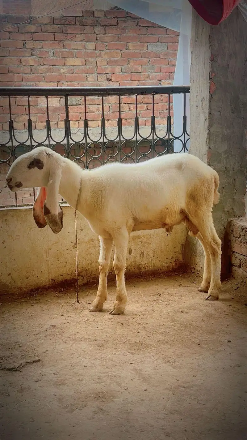 For sale 03098244680 Whatsapp number sim pay bi yayi hai — photo 3