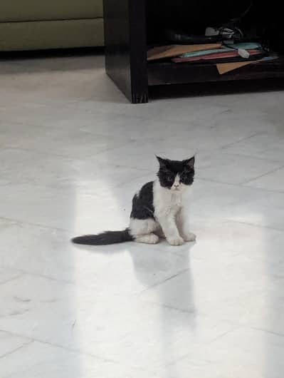 2 months old Persian cat for sale