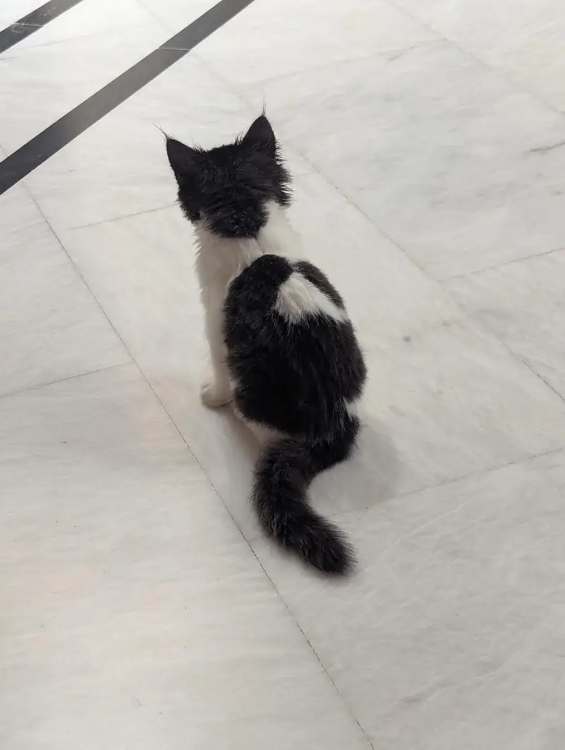 2 months old Persian cat for sale — photo 2