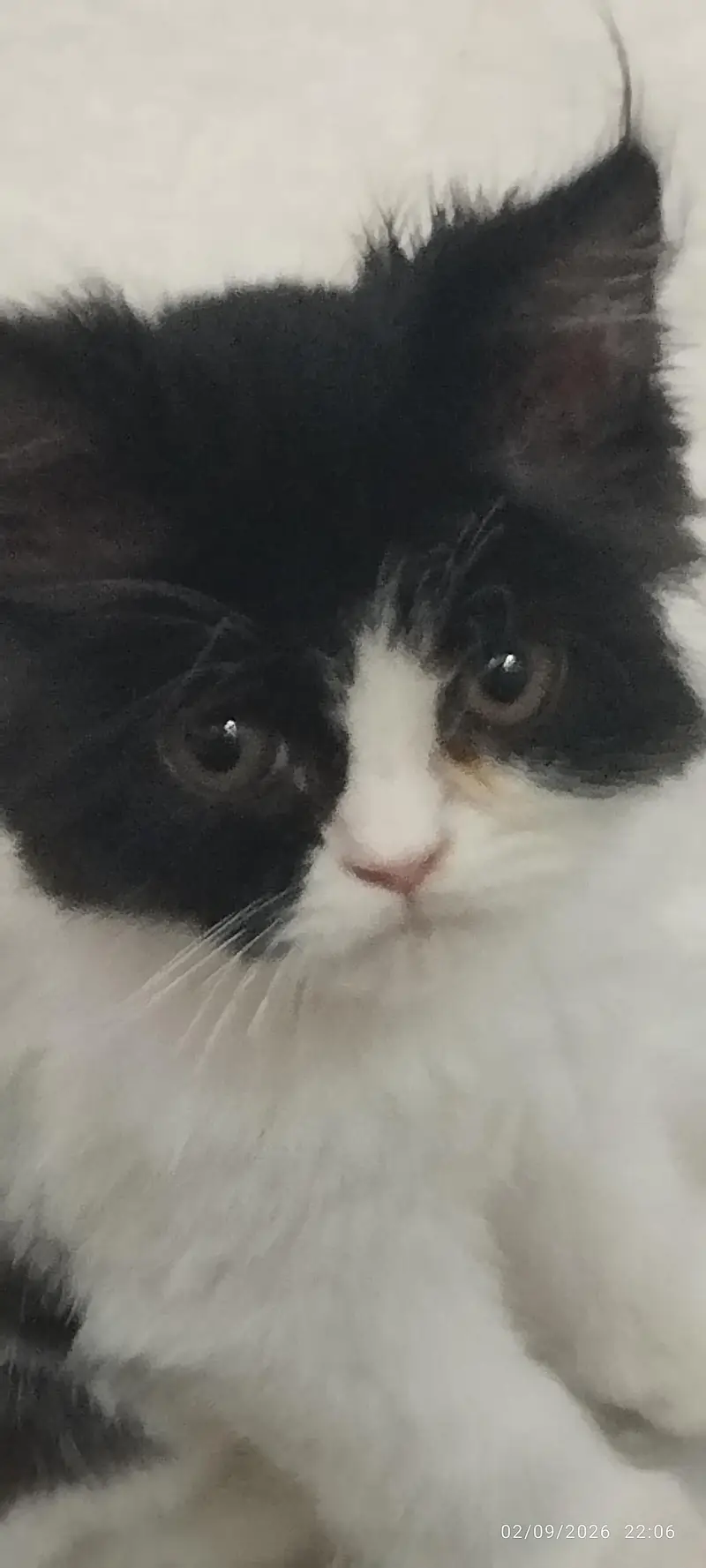 2 months old Persian cat for sale — photo 3
