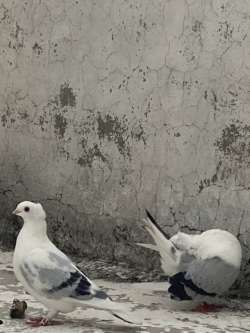 Breader pair 2