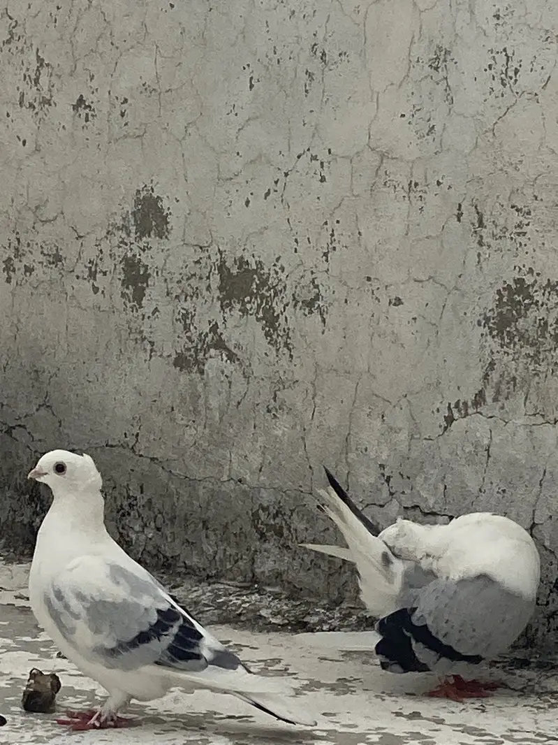 Breader pair — photo 3