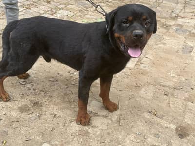Rottweiler male dog | breeder dog | best breeder| rottweiler for sale