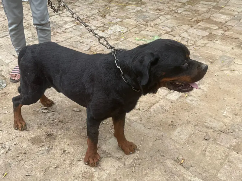 Rottweiler male dog | breeder dog | best breeder| rottweiler for sale — photo 3