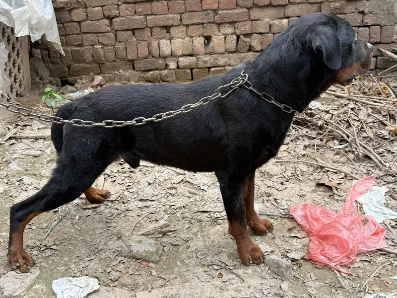 Rottweiler male dog | breeder dog | best breeder| rottweiler for sale — photo 4