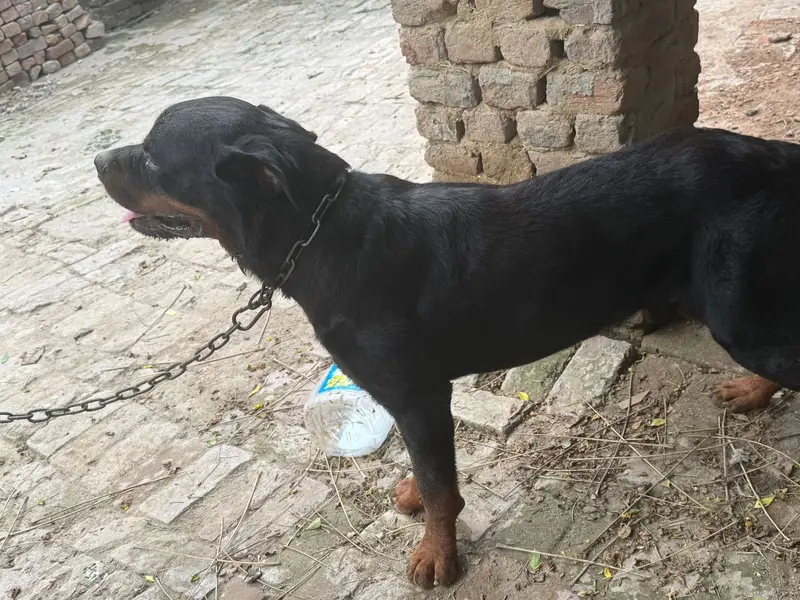 Rottweiler male dog | breeder dog | best breeder| rottweiler for sale — photo 5