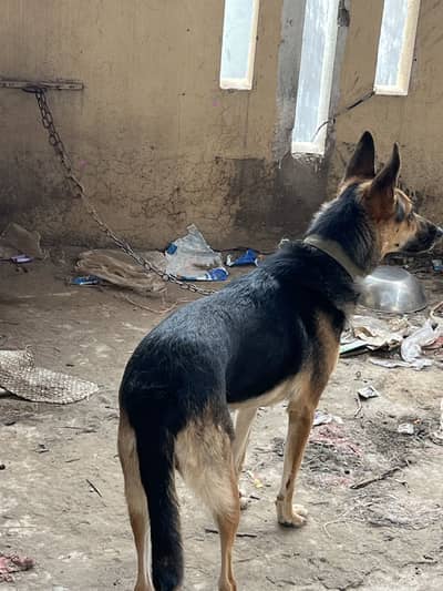 Alstion Dog Female