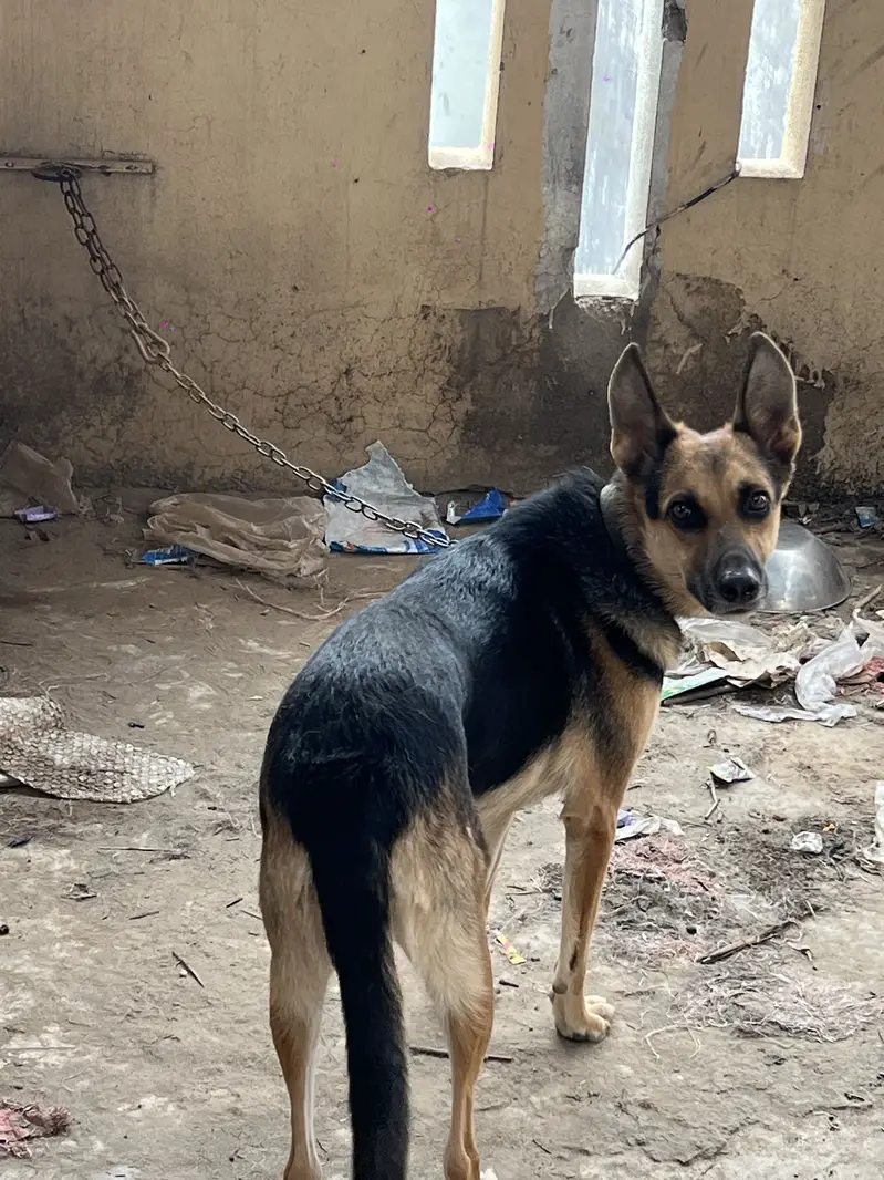 Alstion Dog Female — photo 2