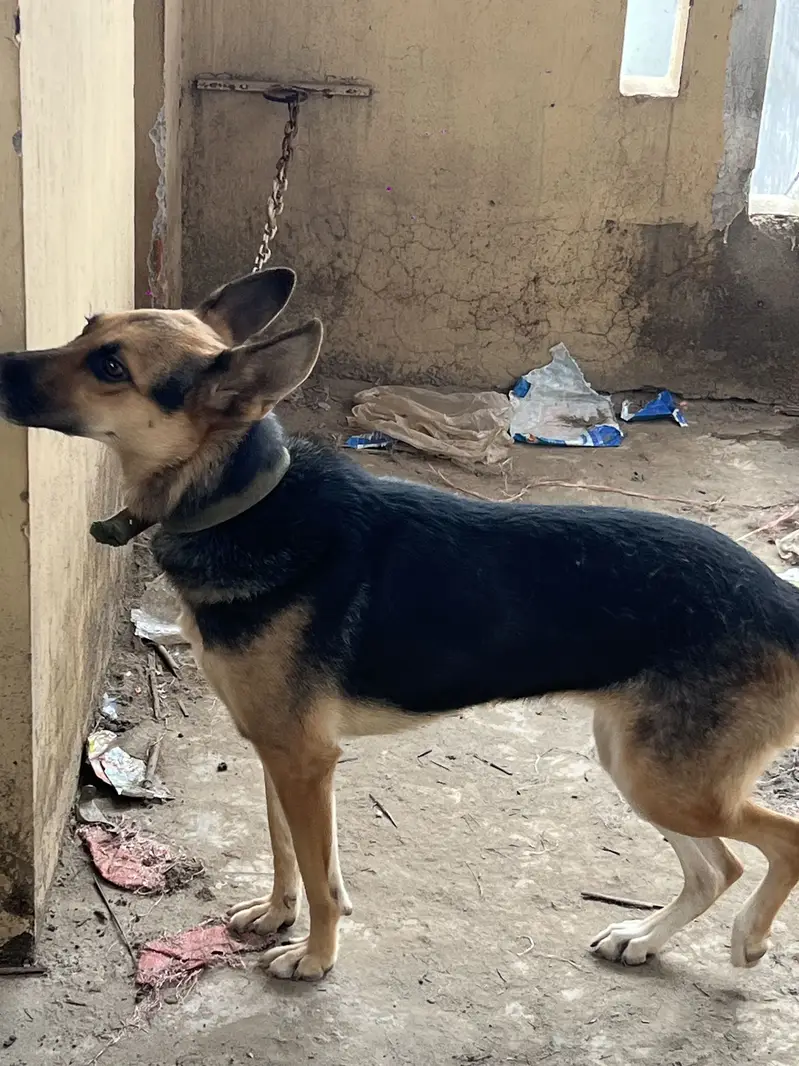 Alstion Dog Female — photo 3