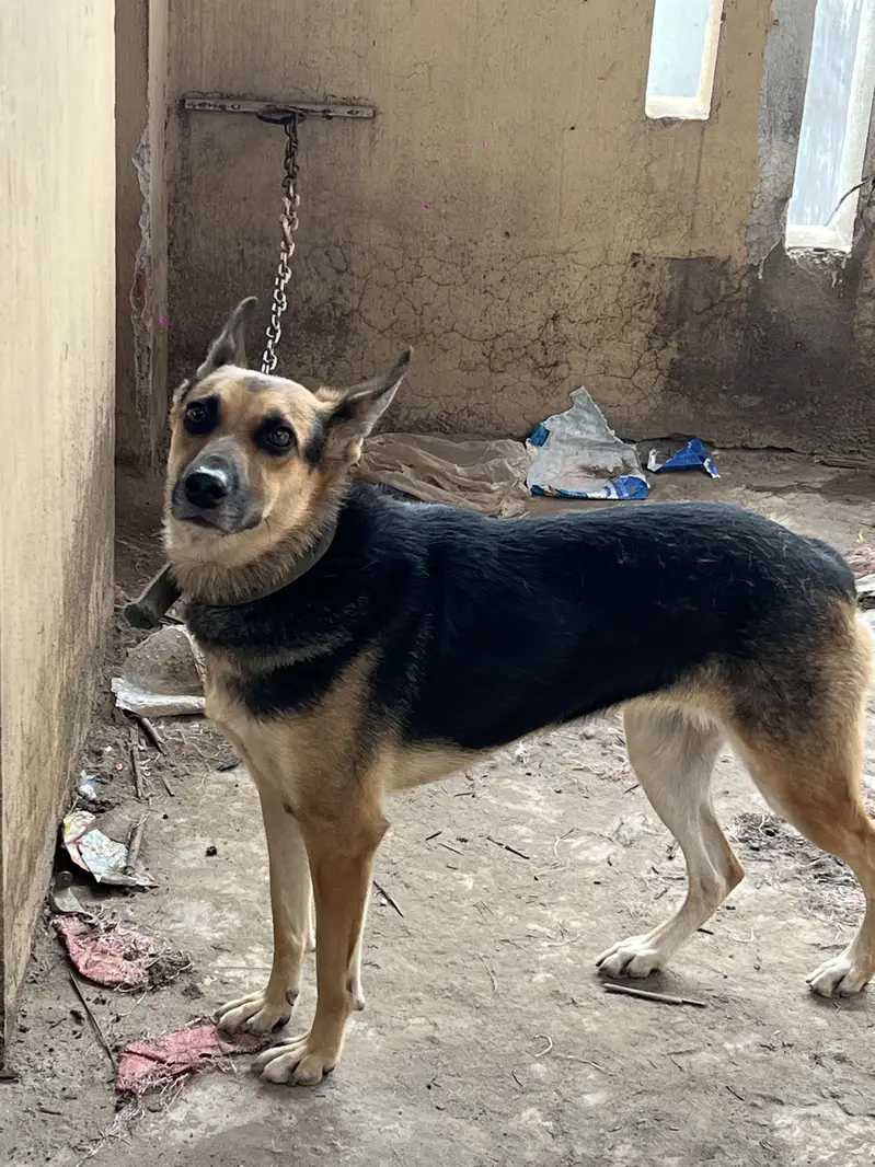 Alstion Dog Female — photo 4