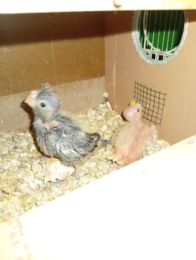 1 grey and 1 cream cocktail chicks for sale