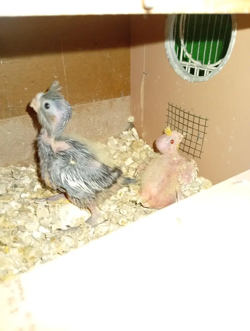 1 grey and 1 cream cocktail chicks for sale — photo 2