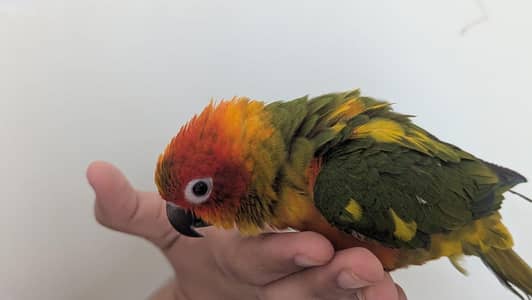 Hand tamed 0-Bite | Monks, Ringnecks, Sun Conures, Kashmiri Pahari Etc
