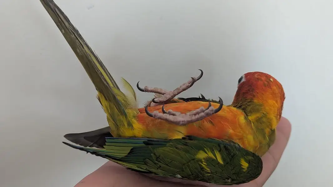 Hand tamed 0-Bite | Monks, Ringnecks, Sun Conures, Kashmiri Pahari Etc — photo 2