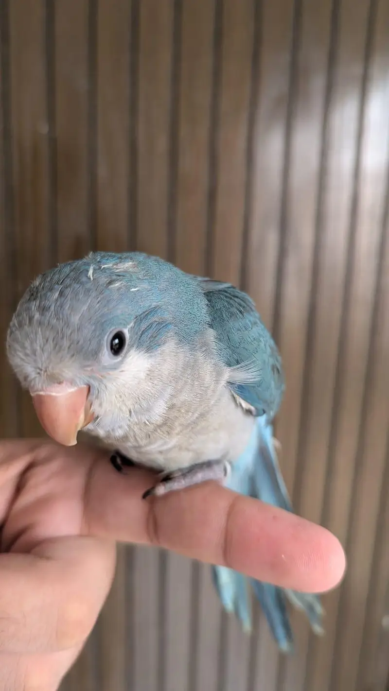 Hand tamed 0-Bite | Monks, Ringnecks, Sun Conures, Kashmiri Pahari Etc — photo 12