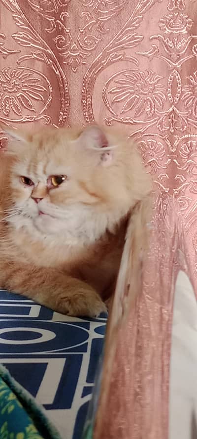 cat for sell
