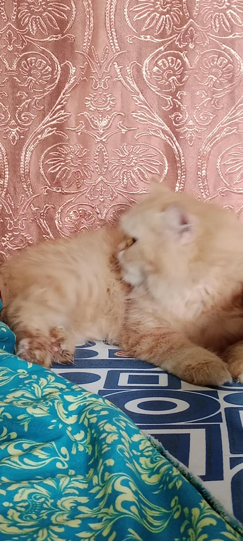cat for sell — photo 2