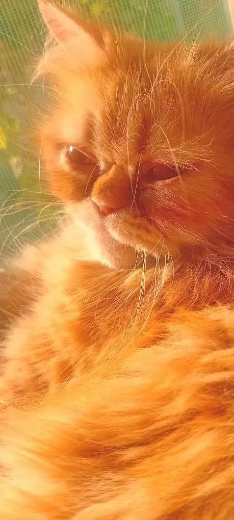 cat for sell — photo 3