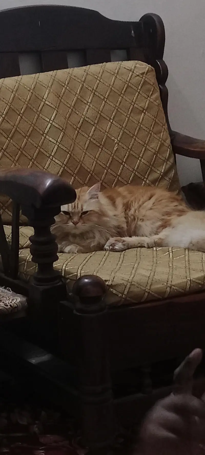 cat for sell — photo 4