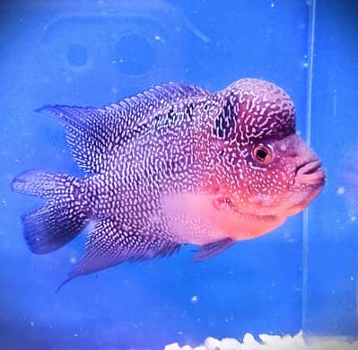 flower horn full pattern & big Head
