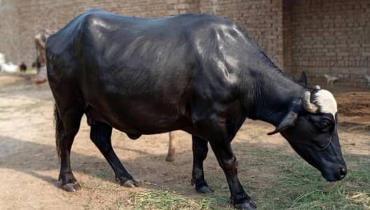 Buffalo for Sale | Pehlan Bens | 9th Month Pregnancy