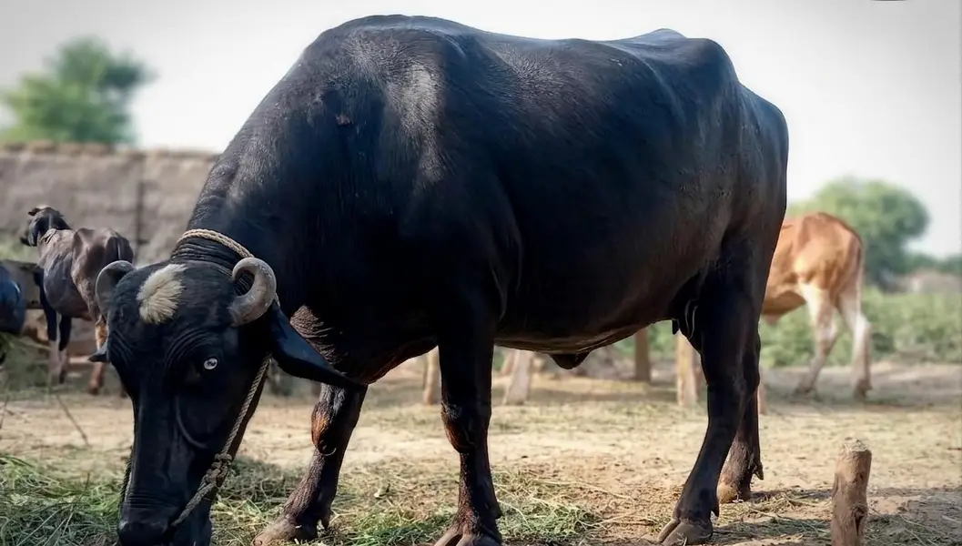 Buffalo for Sale | Pehlan Bens | 9th Month Pregnancy — photo 2