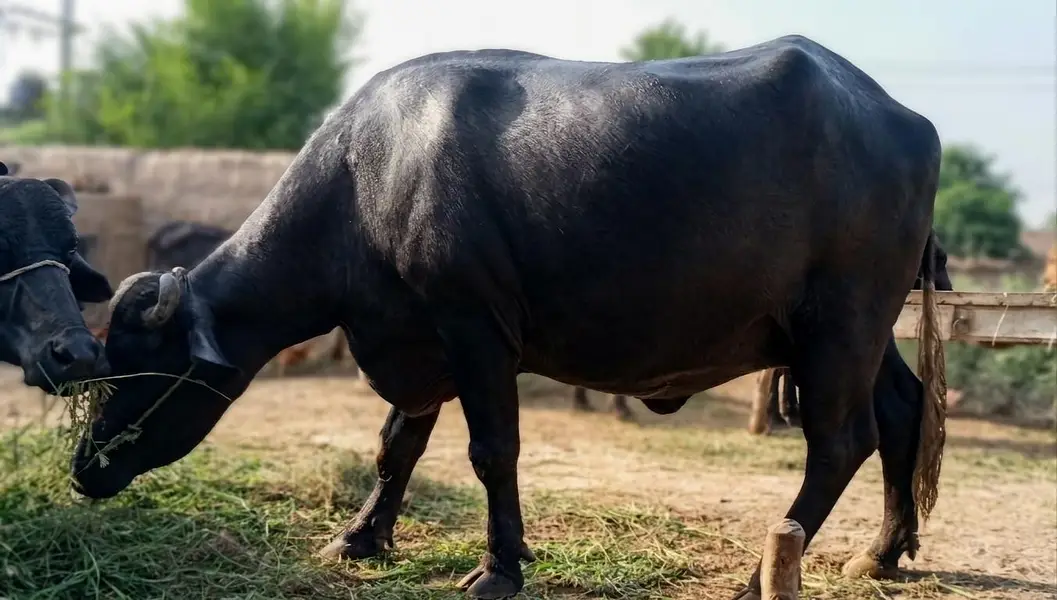 Buffalo for Sale | Pehlan Bens | 9th Month Pregnancy — photo 3