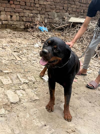 Rottweiler dog | male dog | breeder dog | Rottweiler male dog for sale