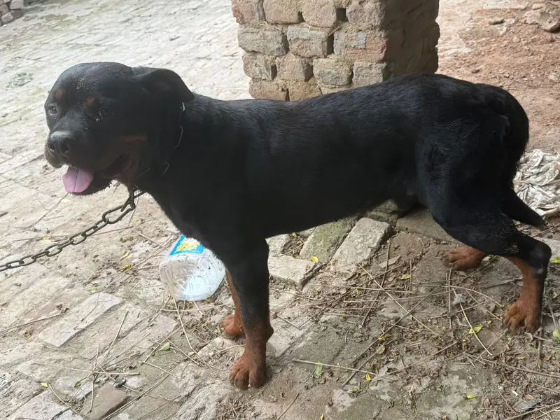 Rottweiler dog | male dog | breeder dog | Rottweiler male dog for sale — photo 3