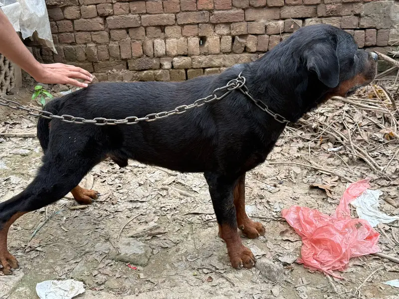 Rottweiler dog | male dog | breeder dog | Rottweiler male dog for sale — photo 4