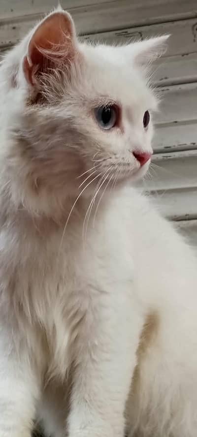 PERSIAN FEMALE TRIPPLE COATED BREEDER CAT