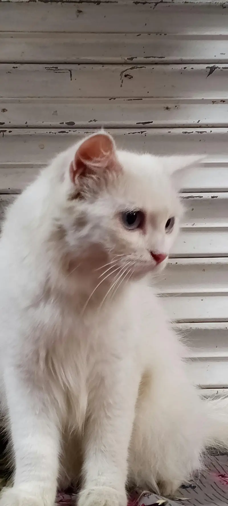 PERSIAN FEMALE TRIPPLE COATED BREEDER CAT — photo 3